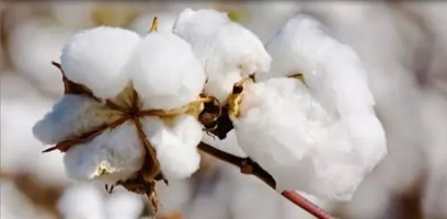 Indian Raw Cotton Supplier